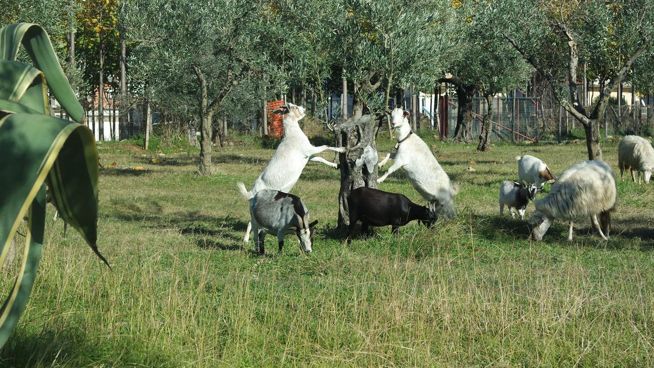 Gasthaus Agriturismo Masseria I Risi SantʼEufemia Lamezia Exterior foto